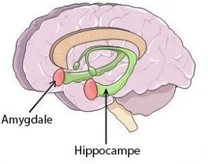 image-amygdale-booster-votre-confiance